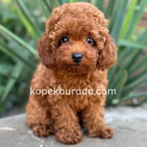 Toy poodle sevimli yavrular ev üretimi - fotoğraf 2