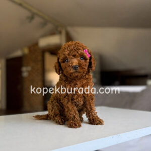 Toy poodle sevimli yavrular ev üretimi