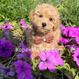 Maltipoo cinsi yavrular - fotoğraf 2