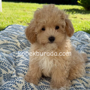 Maltipoo cinsi yavrular