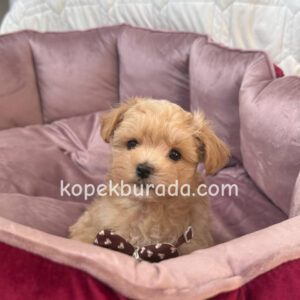 Maltipoo cinsi yavrular - fotoğraf 2