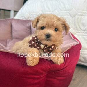 Maltipoo cinsi yavrular