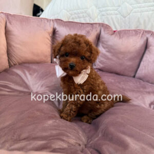 Toy poodle sevimli yavrular ev üretimi - fotoğraf 2