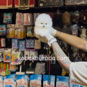 Pomeranian boo sevimli yavrular - fotoğraf 2