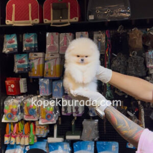 Pomeranian boo sevimli yavrular