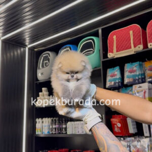 Pomeranian boo sevimli yavrular - fotoğraf 2