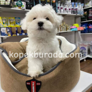Kar beyaz maltese terrier cinsleri - fotoğraf 2