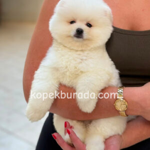 Pomeranian boo sevimli yavrular