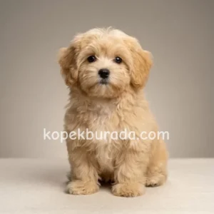 Maltipoo cinsi yavrular