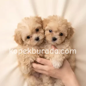 Maltipoo cinsi yavrular - fotoğraf 2