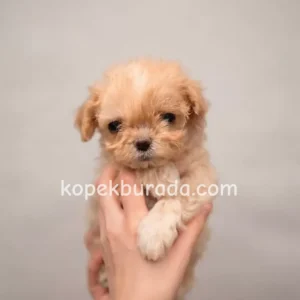 Maltipoo cinsi yavrular - fotoğraf 2