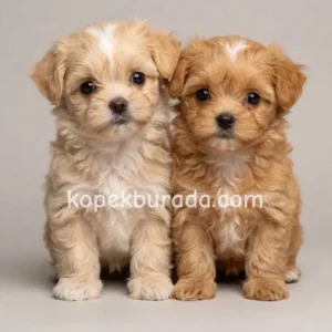 Maltipoo cinsi yavrular