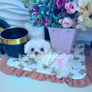 Maltese terrier cinsi ev üretimi yavrular - fotoğraf 2