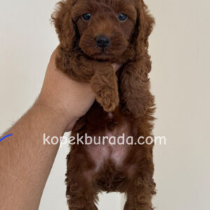 Toy poodle sevimli yavrular ev üretimi - fotoğraf 2