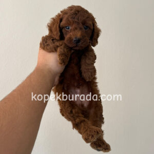 Toy poodle sevimli yavrular ev üretimi