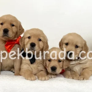 Golden retriever küt burunlu yavrular - fotoğraf 2