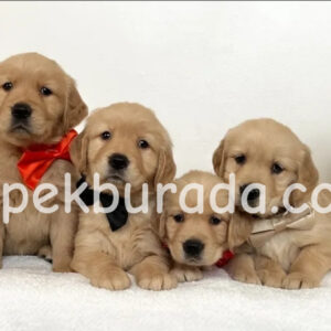 Golden retriever küt burunlu yavrular