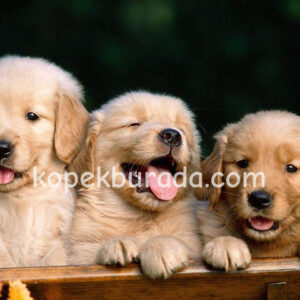 Golden retriever küt burunlu yavrular