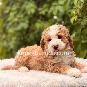 MALTİPOO CİNSİ YAVRULAR