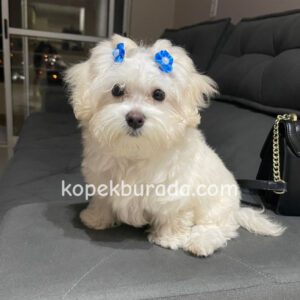 Maltese terrier cinsi yavrular ev üretimi yavrular