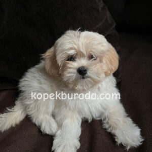 Maltese terrier cinsi