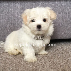 Maltese terrier cinsi - fotoğraf 2