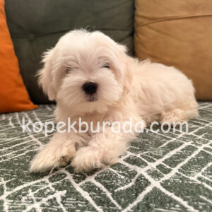 Maltese terrier cinsi yavrular ev üretimi yavrular - fotoğraf 2