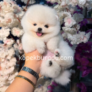 Pomeranian boo sevimli yavrular