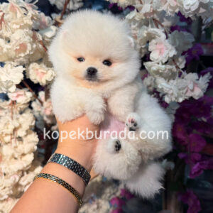 Pomeranian boo sevimli yavrular - fotoğraf 2
