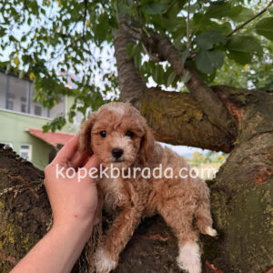 Maltipoo cinsi yavrular - fotoğraf 2