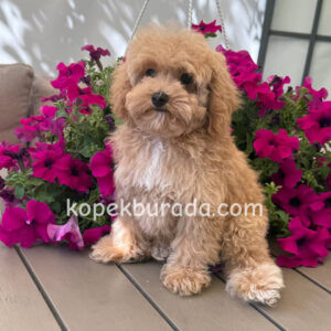 Maltipoo cinsi yavrular