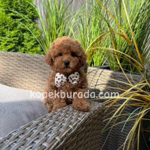 Toy poodle sevimli yavrular ev üretimi