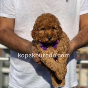 Toy poodle sevimli yavrular ev üretimi - fotoğraf 2