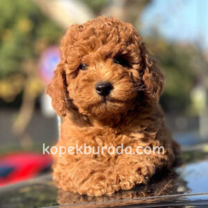 Toy poodle sevimli yavrular ev üretimi