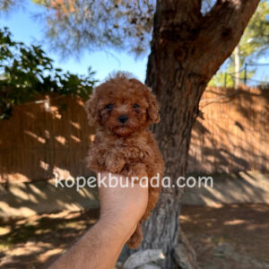 Toy poodle sevimli yavrular ev üretimi - fotoğraf 2