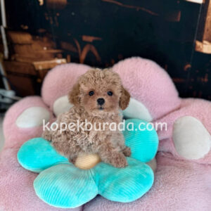 Maltipoo cinsi yavrular