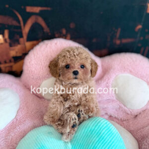 Maltipoo cinsi yavrular - fotoğraf 2