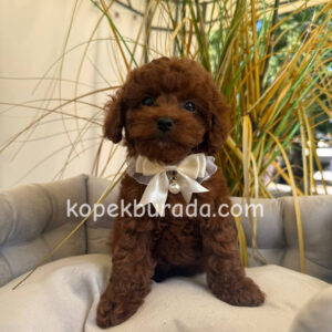 Toy poodle sevimli yavrular ev üretimi - fotoğraf 2