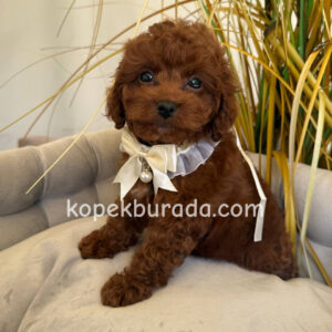 Toy poodle sevimli yavrular ev üretimi