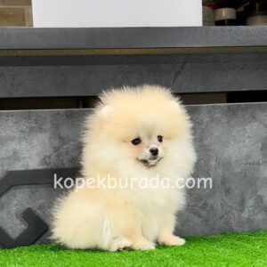 Pomeranian boo sevimli yavrular - fotoğraf 2