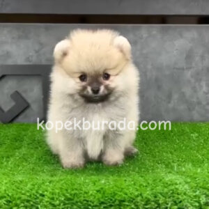 Pomeranian boo sevimli yavrular