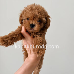Toy poodle sevimli yavrular ev üretimi - fotoğraf 2