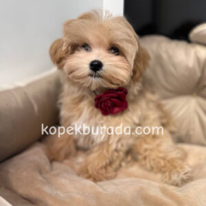 Maltipoo cinsi yavrular