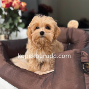 Maltipoo cinsi yavrular - fotoğraf 2