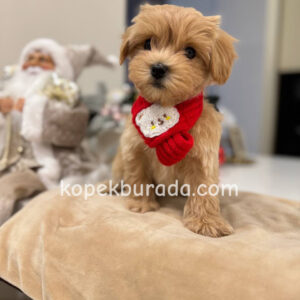 Toy poodle sevimli yavrular ev üretimi - fotoğraf 2