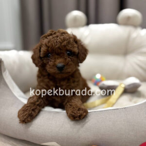Toy poodle sevimli yavrular ev üretimi