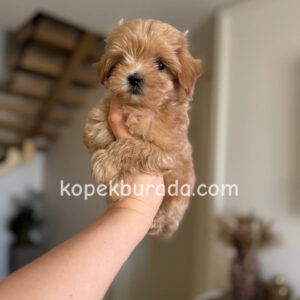 Maltipoo cinsi yavrular