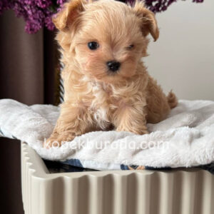 Maltipoo cinsi yavrular - fotoğraf 2