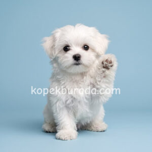 Maltese terrier cinsi yavrular ev üretimi yavrular - fotoğraf 2
