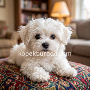 Maltese terrier cinsi yavrular ev üretimi yavrular - fotoğraf 2